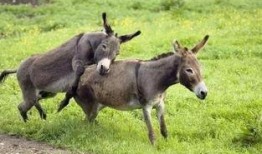 二驴老爸爆料了吗视频,独家内幕大公开